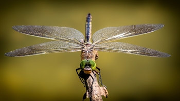 libelle op een tak