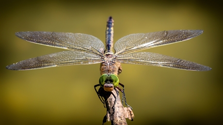 libelle op een tak