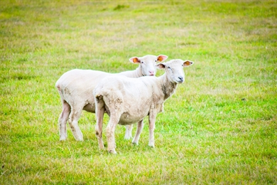 geschoren schaapjes op een grasveld