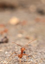 Rode mier in het zand